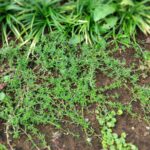 【雑草対策】芝生に代わるグランドカバー:レイタータイム
