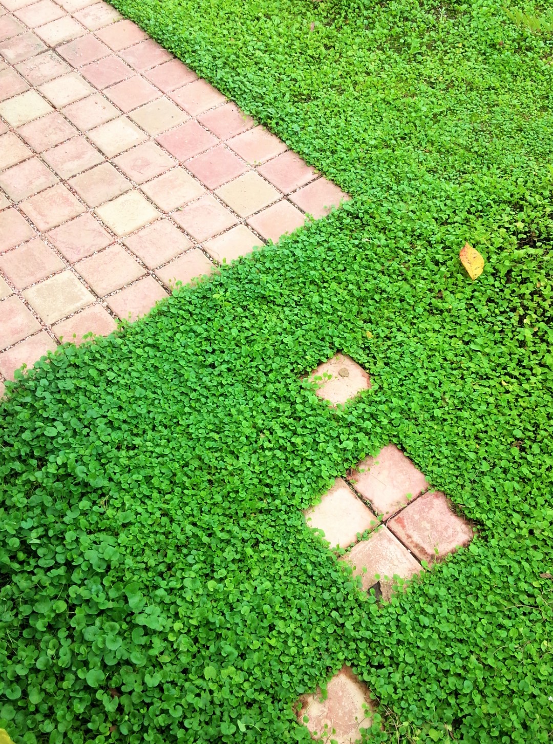 雑草対策 芝生に代わるグランドカバー ディコンドラ ダイカンドラ