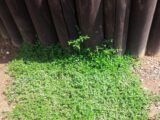 雑草対策 おすすめのグランドカバー ディコンドラの 特徴 と 育て方 について ころりんすまい