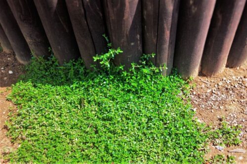 雑草対策 レイタータイムは 芝生に代わるグランドカバーにはならない ころりんすまい