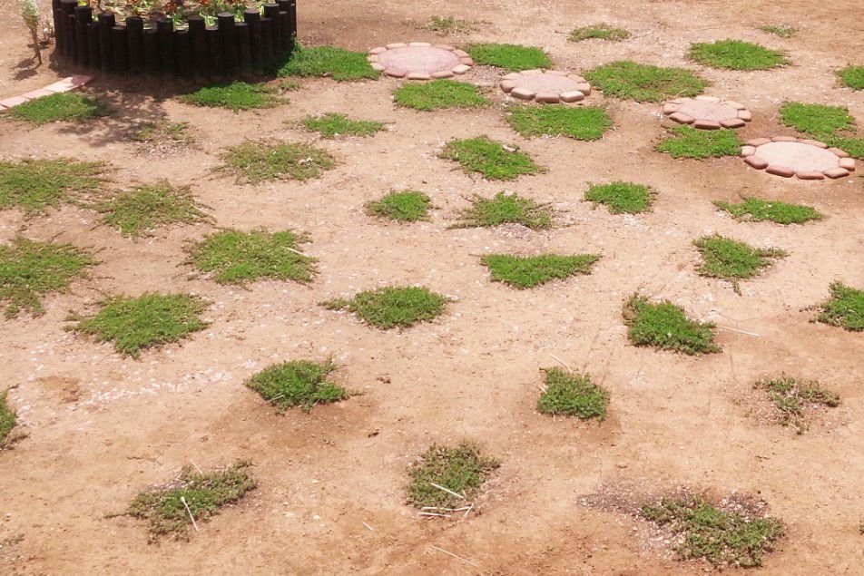 雑草対策 レイタータイムは 芝生に代わるグランドカバーになる ころりんすまい