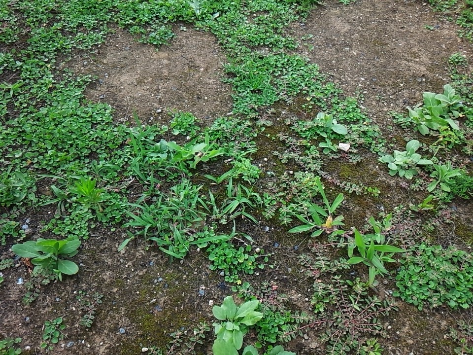 雑草対策 ディコンドラは冬に枯れるの 育て方 と 特徴 について ころりんすまい
